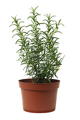 Image showing Rosemary