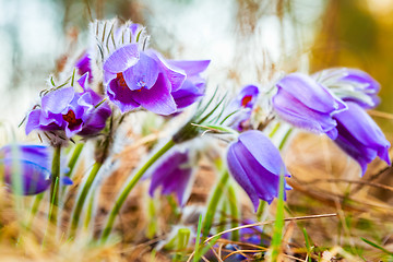 Image showing Wild Young Pasqueflower In Early Spring.  Flowers Pulsatilla Pat