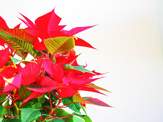 Image showing Poinsettia Christmas star