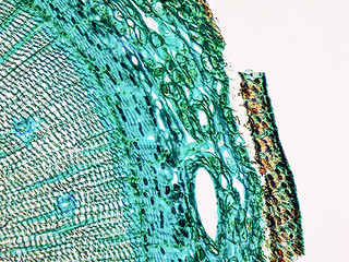 Image showing Pine Wood micrograph