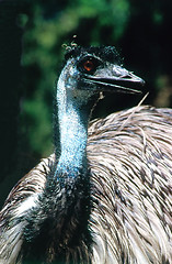 Image showing Emu