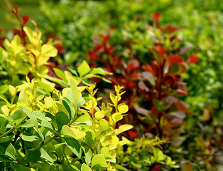 Image showing Variegated Bushes