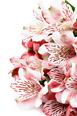 Image showing Pink Alstroemeria