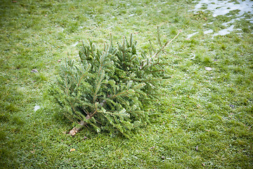 Image showing used christmas tree