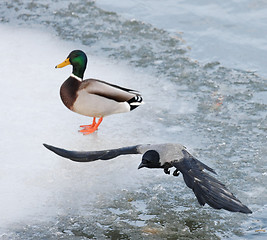 Image showing Crow flying over lake