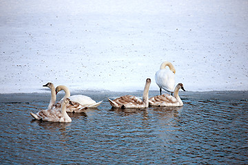 Image showing Swans