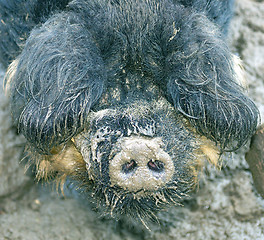 Image showing Cute Boar