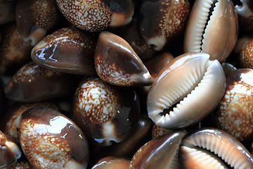 Image showing sea shells background