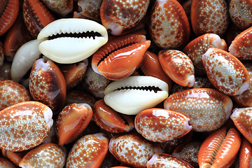 Image showing sea shells background