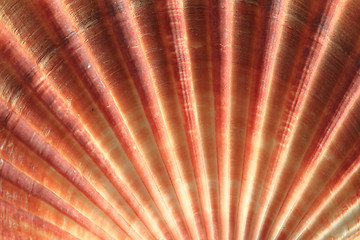 Image showing sea shell background
