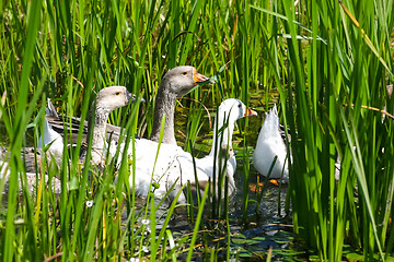 Image showing Geese in nature