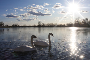 Image showing Swans in lake