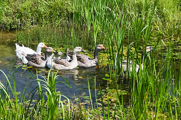 Image showing Geese in pond