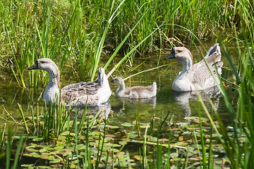 Image showing Three geese in pond