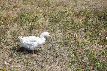 Image showing Goose on field