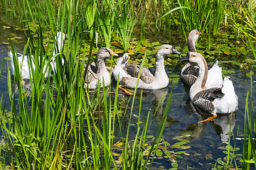 Image showing Geese swimming in swamp