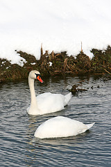 Image showing Two swans in water