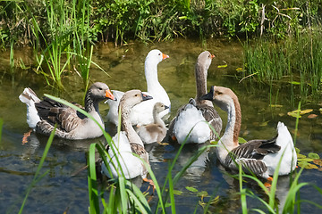 Image showing Group of geese in pond