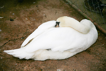 Image showing Swan sleeping on floor