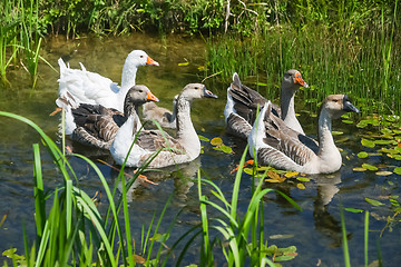 Image showing Group of geese in swamp