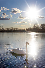 Image showing Swan in nature