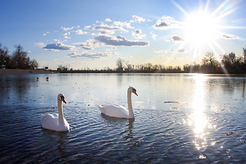 Image showing Swans swimming in lake