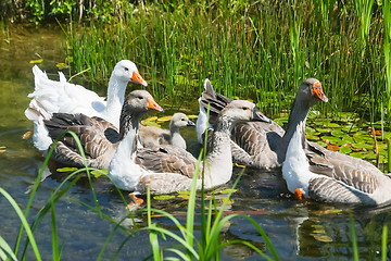 Image showing Group of geese swimming in swamp