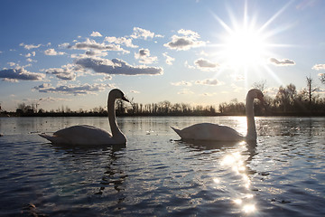 Image showing Swans in nature