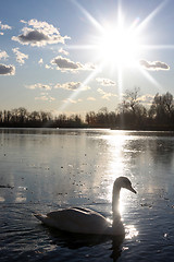 Image showing Swan swimming in nature