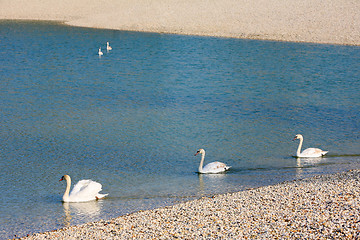 Image showing Swans swimming in pond