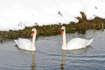 Image showing Two swans swimming in lake