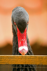 Image showing Black swan looking at camera