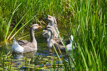 Image showing Group of geese in water