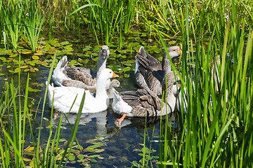 Image showing Geese in marshy pond