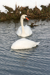 Image showing Two swans in lake