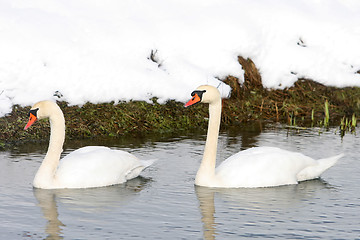 Image showing Two swans swimming