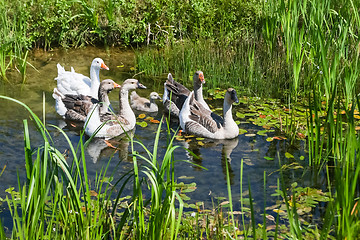 Image showing Geese swimming in marshy pond