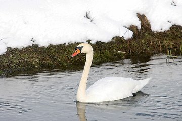 Image showing Swan swimming in lake