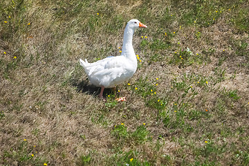 Image showing Goose on meadow