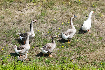 Image showing Geese on meadow