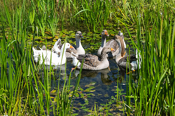 Image showing Geese in swamp