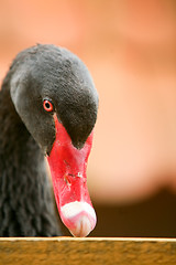 Image showing Black swan with red beak