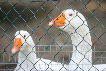 Image showing Two geese in cage