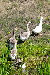 Image showing Geese walking out of pond