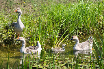 Image showing Four geese in swamp