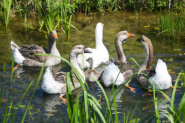 Image showing Group of geese in marshy pond