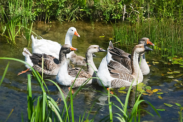 Image showing Geese swimming in pond