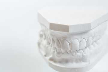 Image showing Gypsum model of human jaw on a white background.