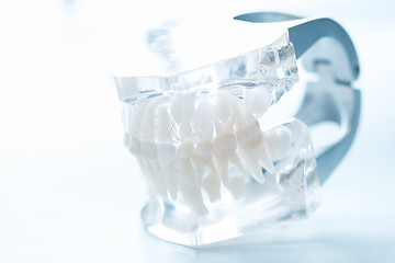 Image showing Dental model