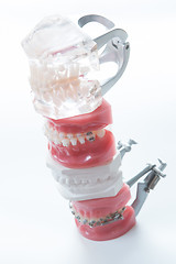 Image showing Dental model